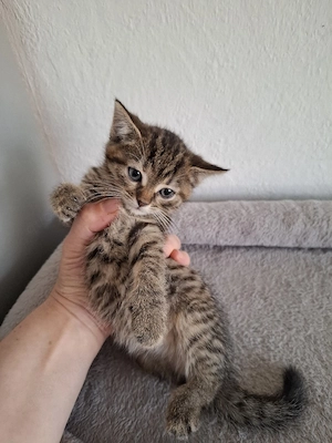 BKH Katzenbaby 