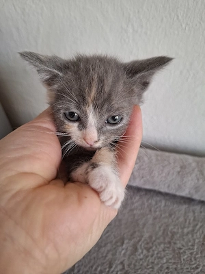 BKH Katzenbaby 