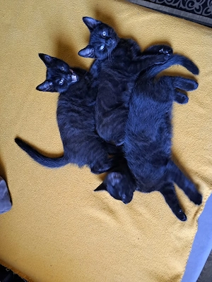 Babys Katzen BKH sucht einen neues Zuhause 