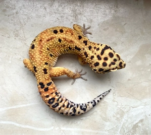Afghan Green Tangerine Leopardgecko Männchen