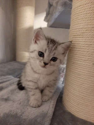 Nur noch 3 Kitten frei! BKH British Kurzhaar Silver-, black-tabby ab September abgabebereit   