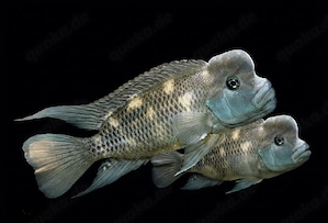 Buckelkopfbuntbarsch Steatocranus casuarius