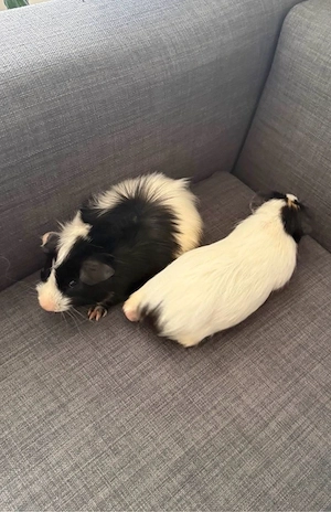 Meerschweinchen Böcke mit Gehege abzugeben 