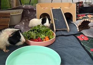 Meerschweinchen Böcke mit Gehege abzugeben 
