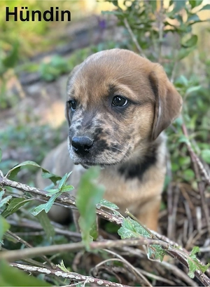 Labrador Welpen schwarz, braun, merle, Silber