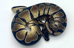 Königspython, Python Regius, Hamm Bild 4