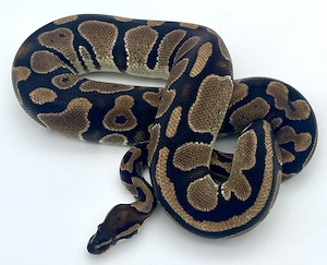 Königspython, Python Regius, Hamm Bild 5