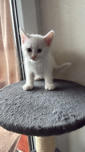 Süße Kitten suchen ein liebevolles Zuhause!