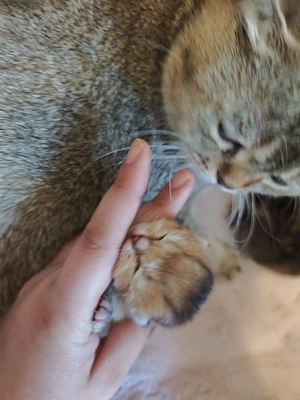 BKH Kitten Babys 