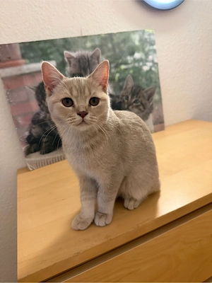 Süßes Hauskatzen-Kitten, 16 Wochen alt, nur in liebevolle Hande
