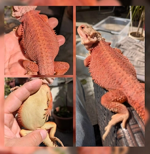 0.1 Translucent Coral Bartagame Pogona Vitticeps zur Abgabe! NZ 26