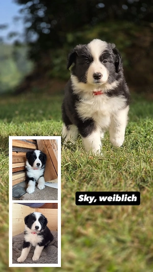 Border Collie Welpen 