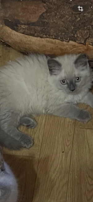 BLH Katerchen .