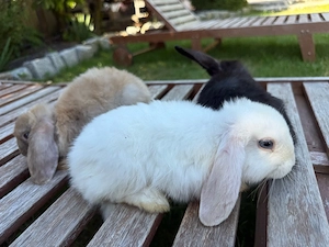 Mini-Lop Zwergwidder Hasen