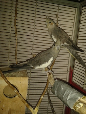 2 nestjunge nympfen sittiche