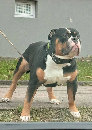 Deckrüde OEB Old English Bulldog