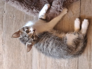 Suche liebevolles festes Zuhause für mein Kitten