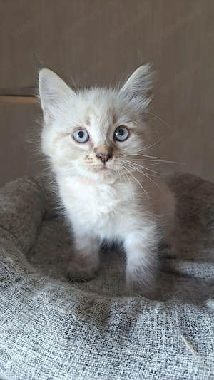 Neva masquarade Kater mit Stammbaum männlich sibirische