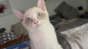Katzen Kitten 15 Wochen 