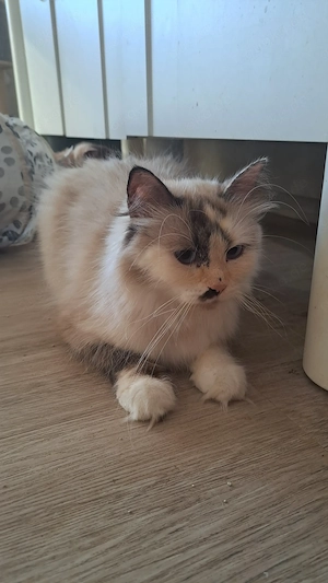 Neva masquarade sibirische weiblich tortie mit Stammbaum 