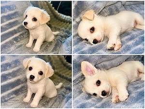 malteser bichon mix 