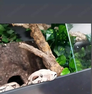 1.0 Boa constrictor imperator Anery Type 1 NZ 2011 mit Herkunftsnachweis  Bild 3