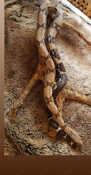 1.0 Boa constrictor imperator Anery Type 1 NZ 2011 mit Herkunftsnachweis  Bild 4