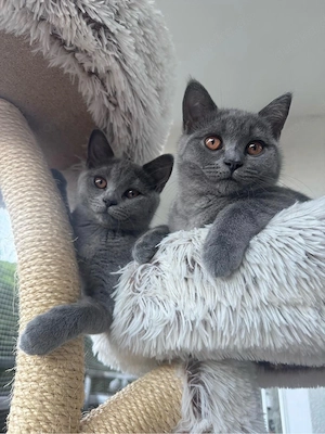 Emma & Lilli suchen ihr Für-immer-Zuhause