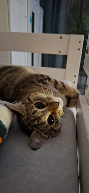 Luna, sucht ein Liebesvolle zuhause