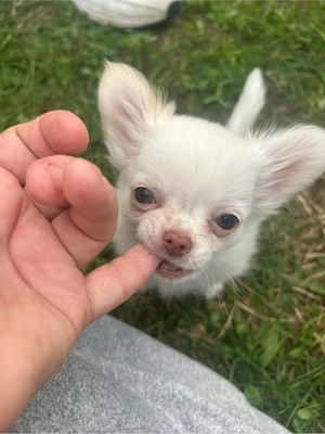 chihuahua rüde