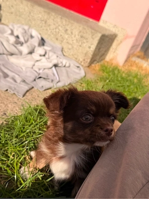chihuahua rüden 