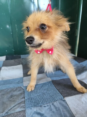 39 L - Spitz Mix-Welpe - Ich bin lieb. Bei Fremdem und Fremden bin ich anfangs zurückhaltend