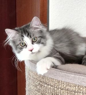 Heilige Birma Perser Mix Kater 
