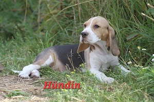 Beagle Welpen suchen ab sofort ein liebevolles Zuhause   jetzt Ihren neuen besten Freund finden!