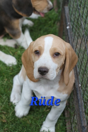 Beagle Welpen suchen ab sofort ein liebevolles Zuhause   jetzt Ihren neuen besten Freund finden!