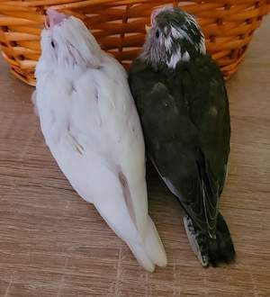 Nymphensittiche