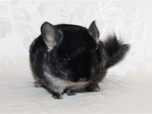 SUCHE ein weibliches Chinchilla in Normalhaar