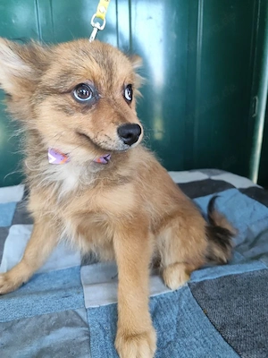 38 L - Spitz Mix-Welpe - Ich bin lieb, verspielt und fröhlich, aber anfangs noch etwas zurückhaltend Bild 7