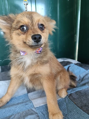 38 L - Spitz Mix-Welpe - Ich bin lieb, verspielt und fröhlich, aber anfangs noch etwas zurückhaltend Bild 3