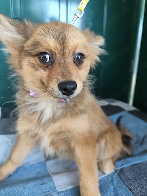 38 L - Spitz Mix-Welpe - Ich bin lieb, verspielt und fröhlich, aber anfangs noch etwas zurückhaltend Bild 9