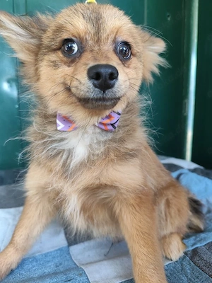 38 L - Spitz Mix-Welpe - Ich bin lieb, verspielt und fröhlich, aber anfangs noch etwas zurückhaltend Bild 5