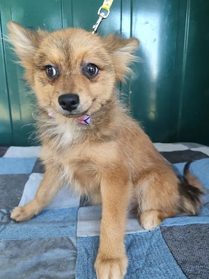 38 L - Spitz Mix-Welpe - Ich bin lieb, verspielt und fröhlich, aber anfangs noch etwas zurückhaltend Bild 8