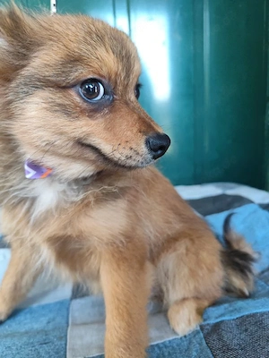 38 L - Spitz Mix-Welpe - Ich bin lieb, verspielt und fröhlich, aber anfangs noch etwas zurückhaltend Bild 6