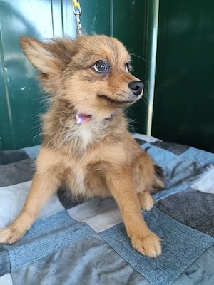 38 L - Spitz Mix-Welpe - Ich bin lieb, verspielt und fröhlich, aber anfangs noch etwas zurückhaltend Bild 2
