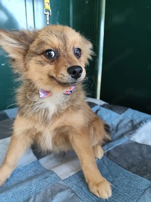 38 L - Spitz Mix-Welpe - Ich bin lieb, verspielt und fröhlich, aber anfangs noch etwas zurückhaltend Bild 4