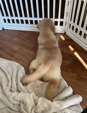    Golden Retriever Welpe sucht ein liebevolles Zuhause     