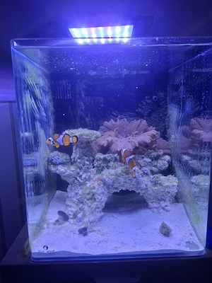 Meerwasseraquarium abzugeben 