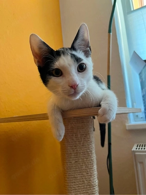 Kitten sucht zu Hause (Junge)