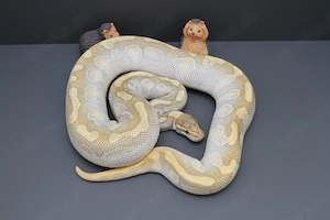 Adult 1.0 Butter Enchi Hypo Königspython, Python Regius 