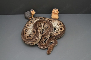 Adult 1.0 Black Pastel Clown Königspython, Python Regius 